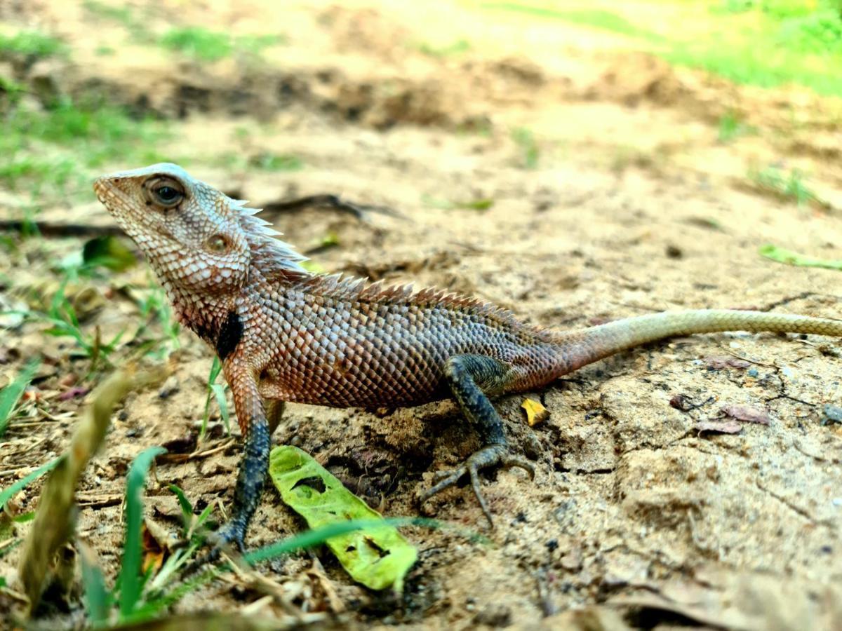 Humbhaha Jungle Yala Nature Eco Resort Катарагама Экстерьер фото