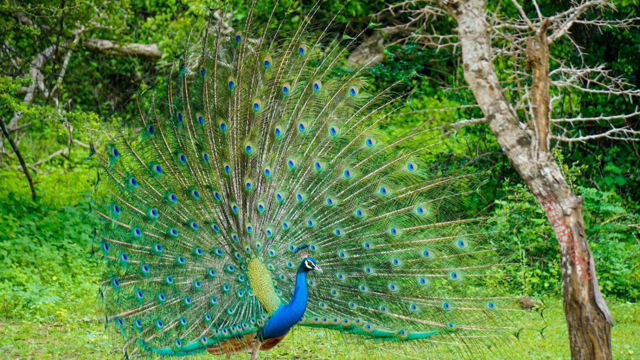 Humbhaha Jungle Yala Nature Eco Resort Катарагама Экстерьер фото